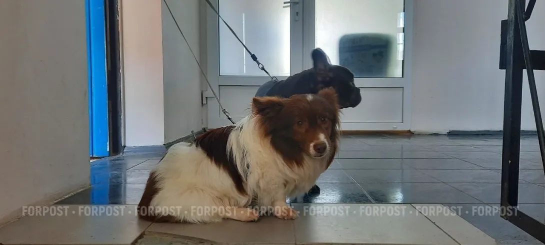 Как город диктует моду: названы самые популярные породы собак в 2025 году