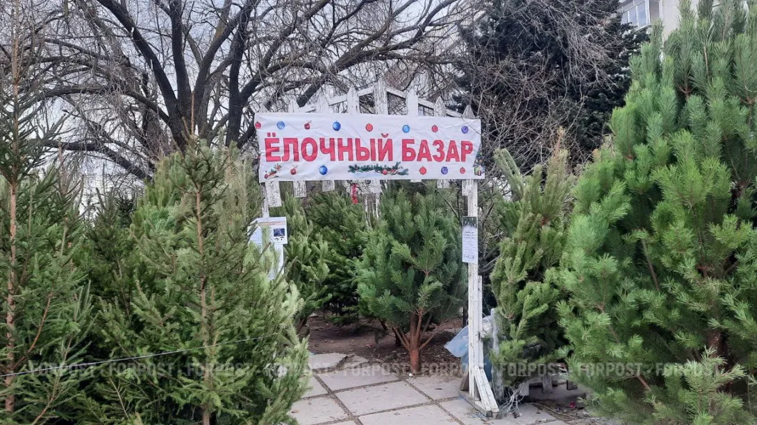 Новая страшилка для россиян: «ёлочные» клещи — это миф или реальность? 