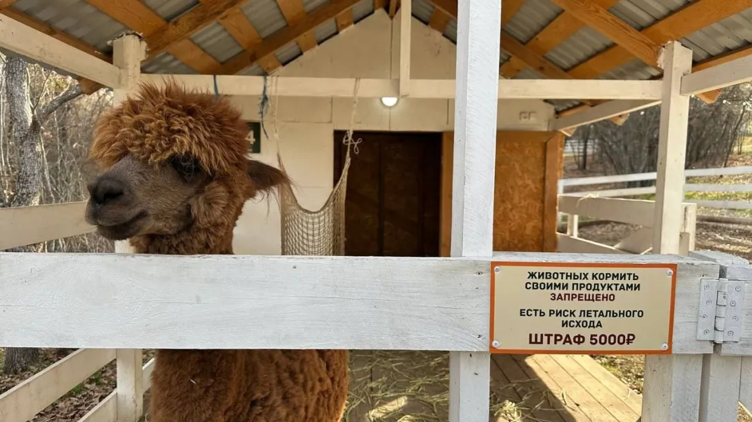 Севастопольский экопарк с альпаками проверили на качество жизни