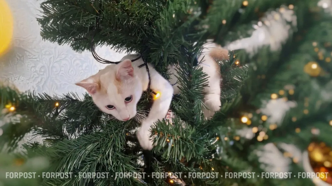 «Пойте, как пионер на стульчике»: три лайфхака, как спасти ёлку и не обидеть кота