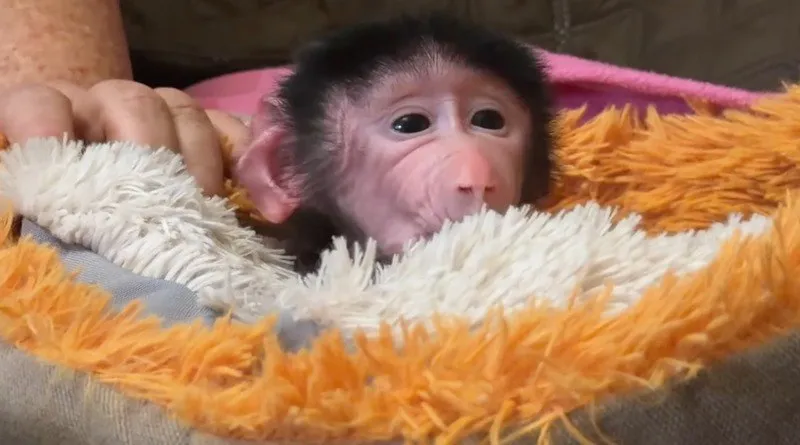 Как в Крыму выхаживают ребёнка Ромео и Джульетты