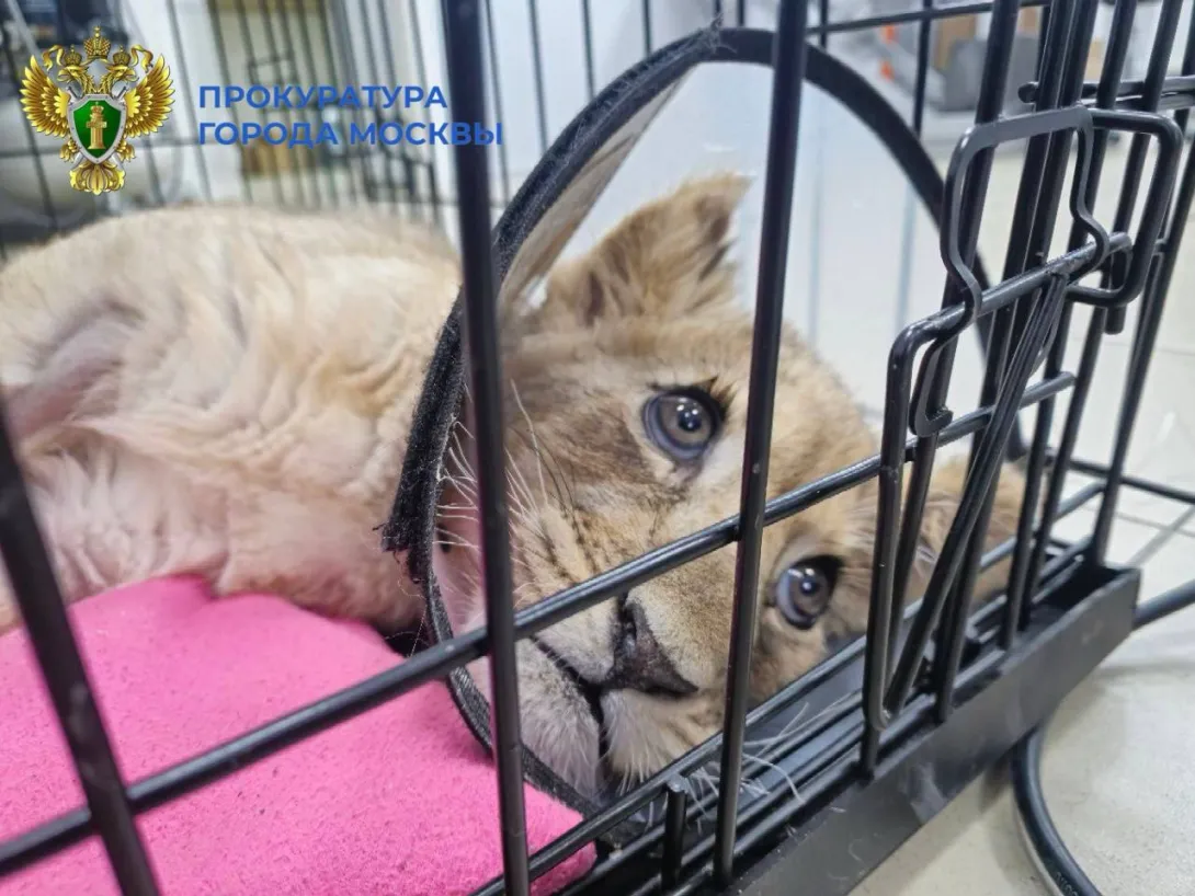 У блогера из «Москва-Сити» изъяли изувеченного львёнка с поломанной спиной