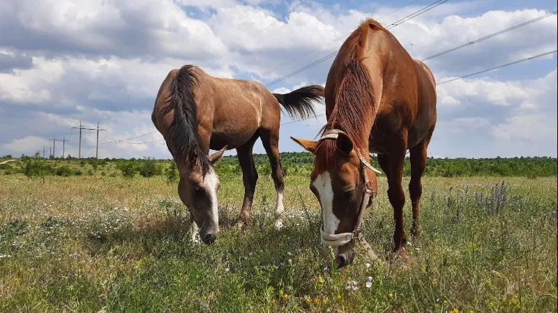 Чему лошади могут научить человека: терпение, спокойствие и «законы табуна» в Крыму