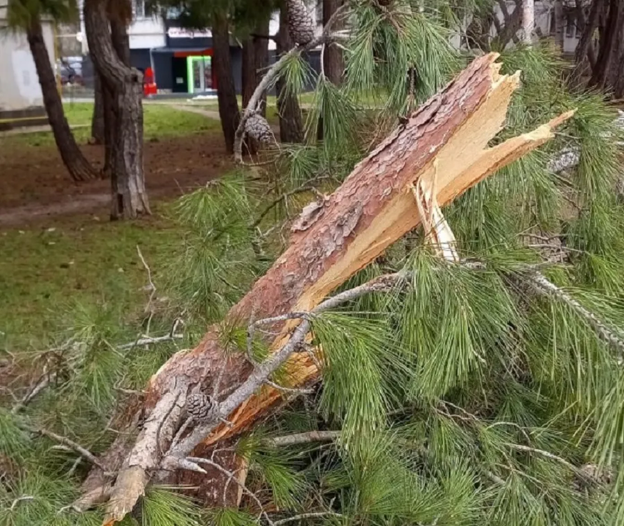 В Севастополе неизвестные грубо покромсали сосны у проспекта Генерала Острякова