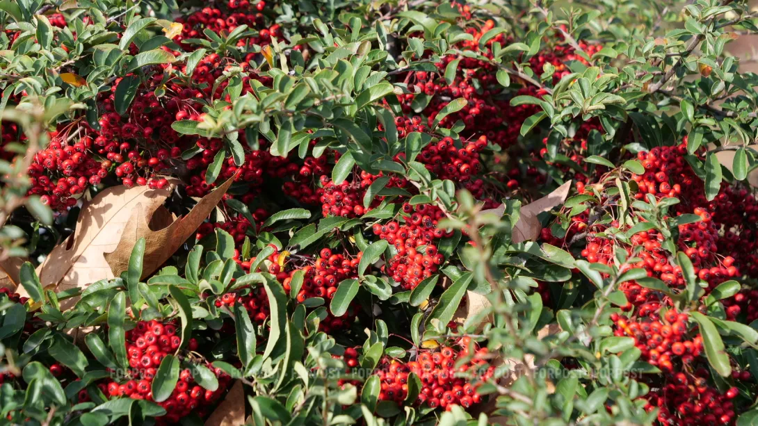 В лесу под Севастополем поймали расхитителей редких растений