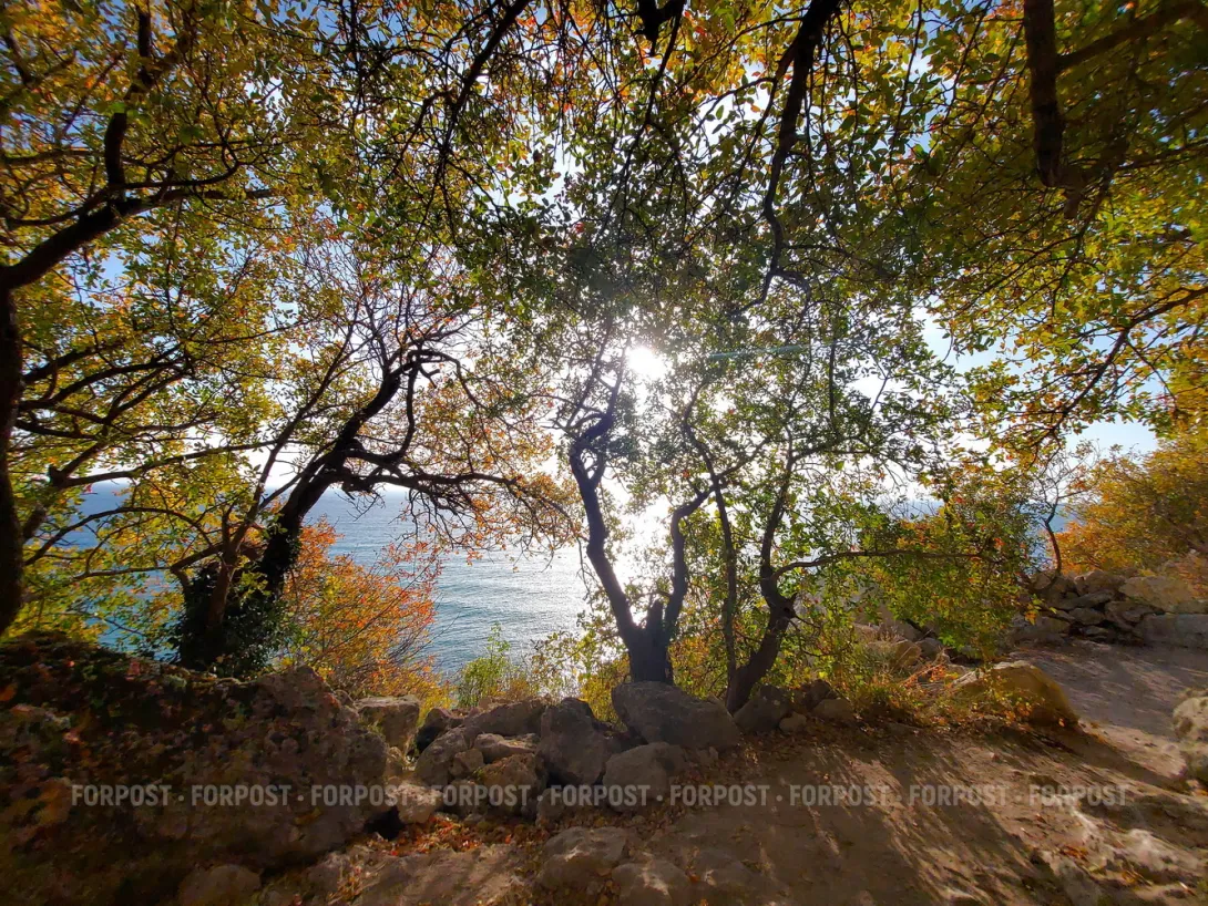 В суде по фисташкам в Севастополе принято во внимание только «хорошее»