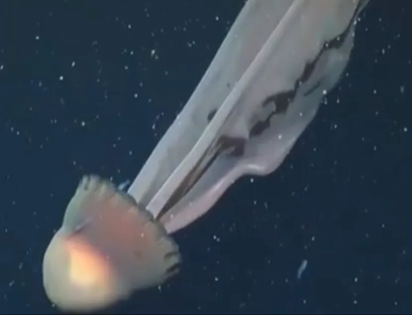 Учёным удалось снять медузу-фантом с 10-метровыми щупальцами