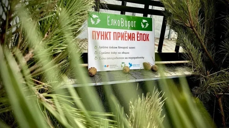 Как избавиться в Крыму от новогодней ёлки без штрафа 