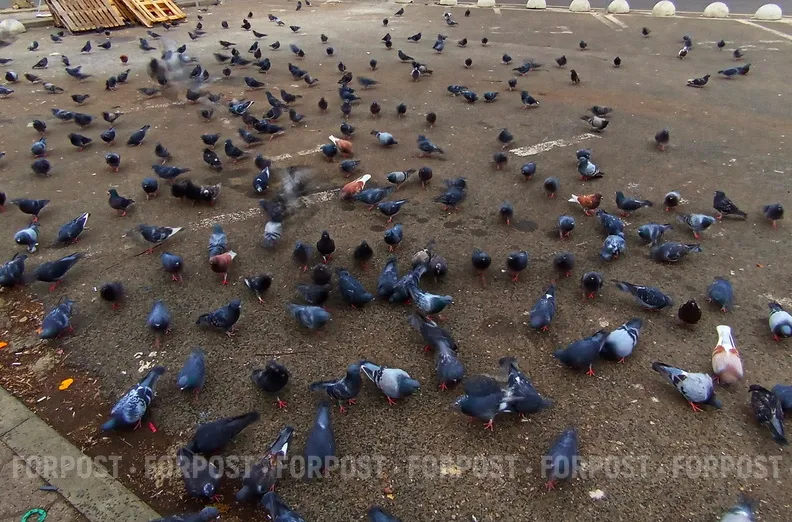 Посетителей ресторана кормили уличными голубями, выдавая их за уток