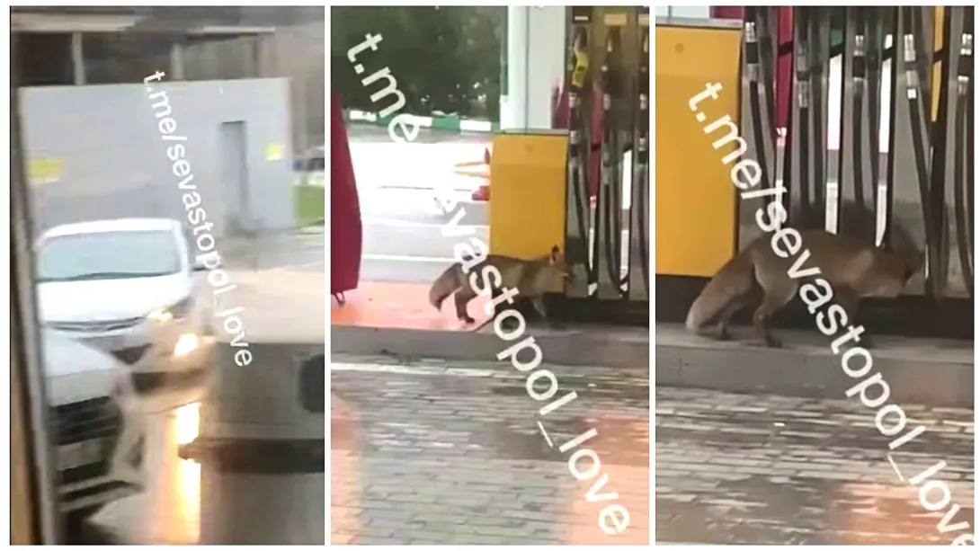 Лисица проверила наличие бензина на заправке Севастополя