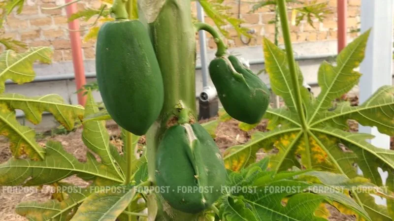 Как крымский фермер пошёл на тропический эксперимент