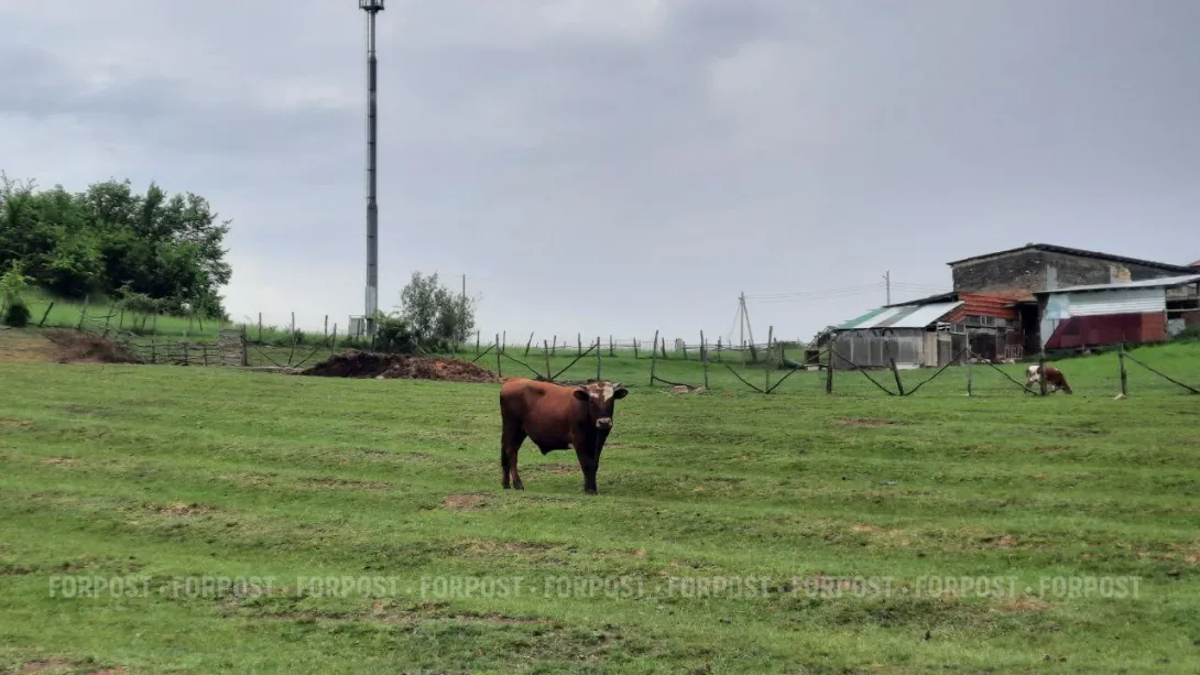 В Севастополе корова нанесла смертельный удар 