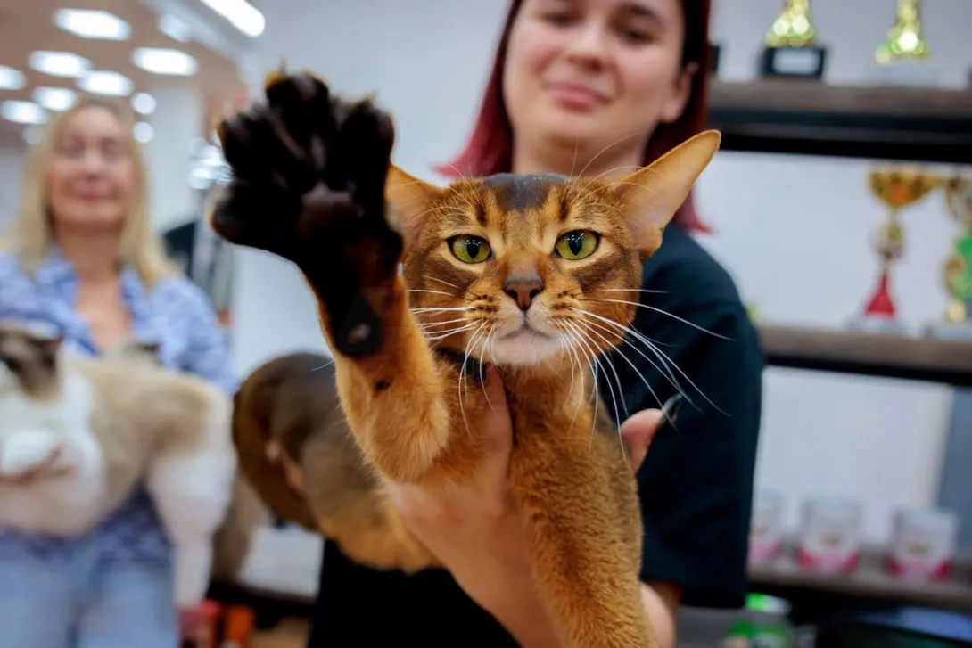 Кот из России был признан самым красивым в мире