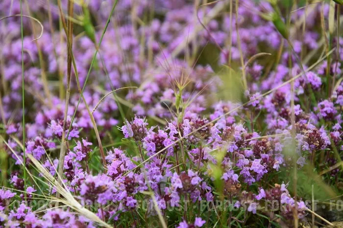 «Живи, Севастополь!». Что происходит с памятью героя-партизана Терлецкого