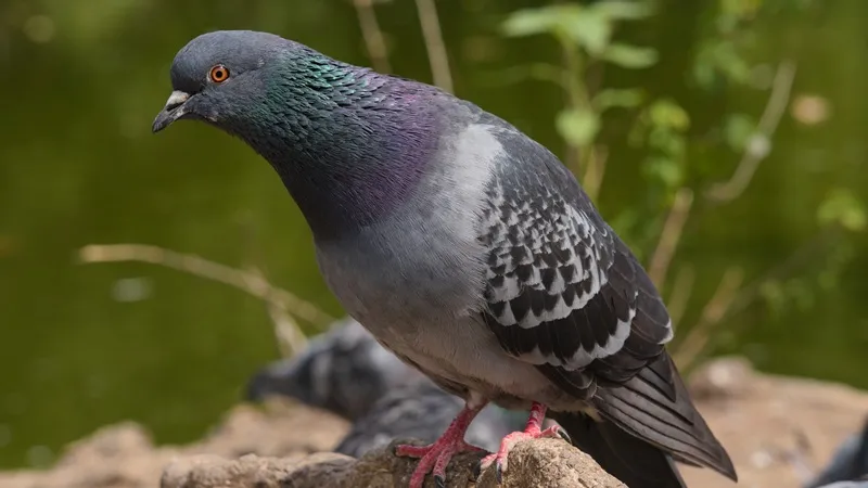 Голуби оказались умнее, чем считалось ранее