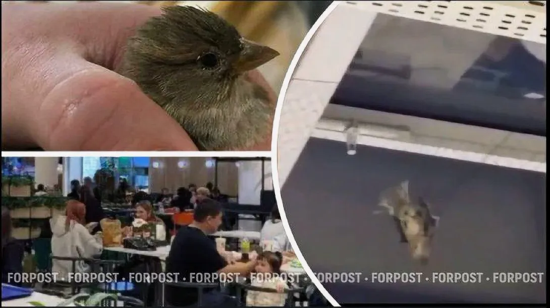 Гибель птиц в торговом центре: санитарные нормы против здравого смысла