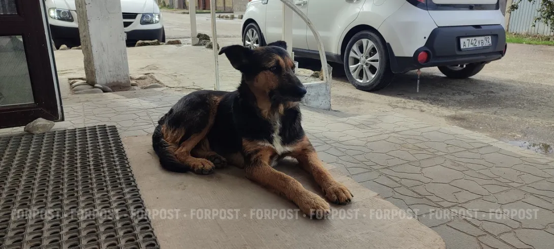 Бездомные животные Севастополя наконец дождались закона о себе 