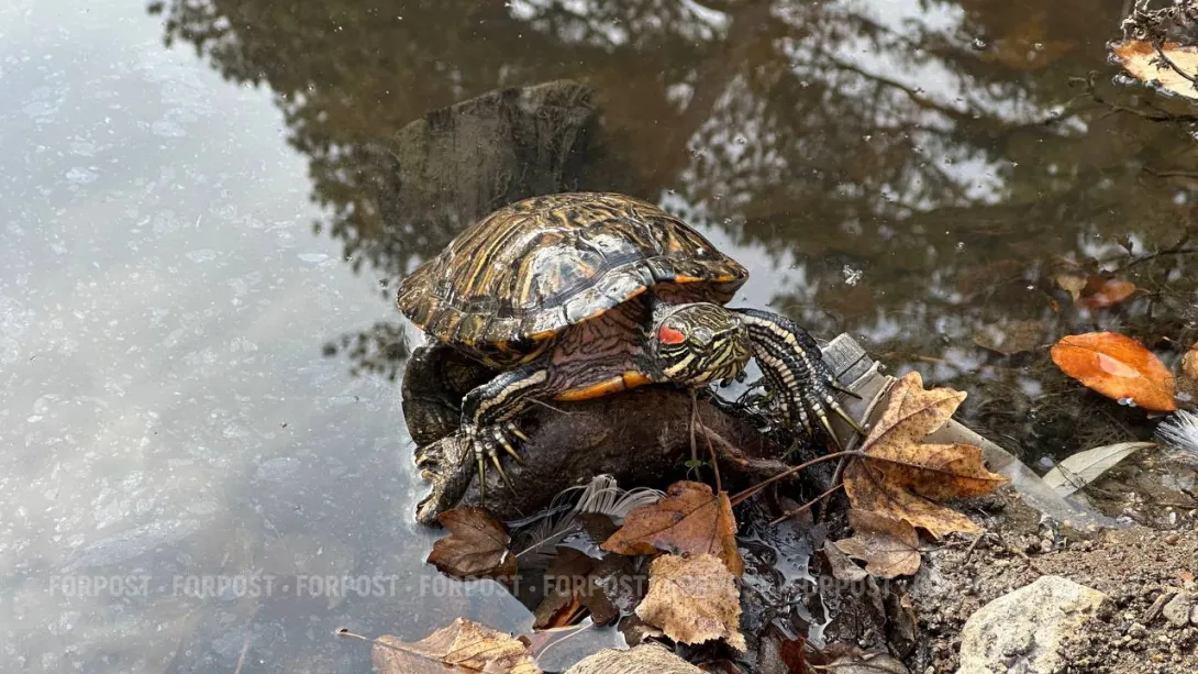 СевСети #807: Севастопольский «улучшайзинг», Водоканал-нарушитель и счастливые рептилии