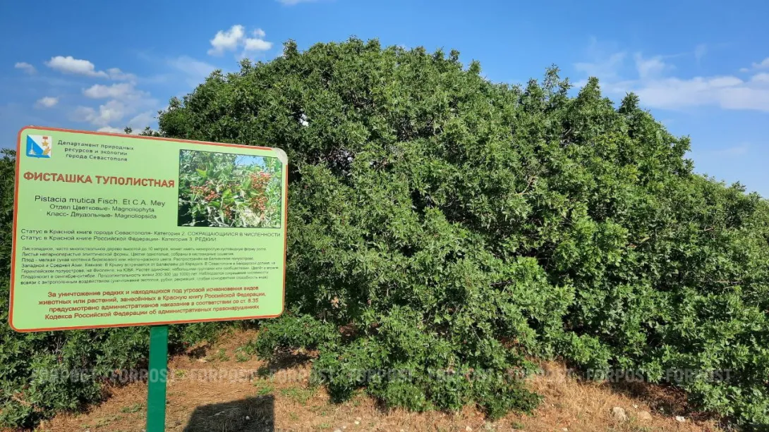 Депутаты ударят по уничтожению природы Севастополя