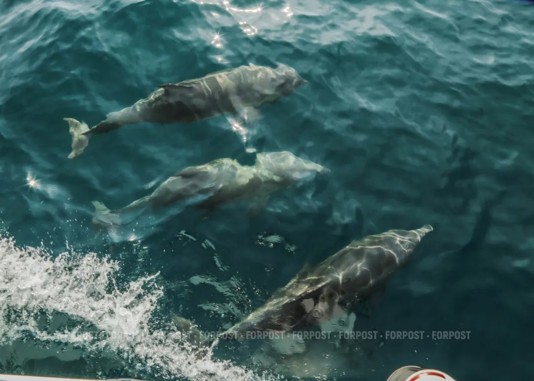 Зоозащитники назвали Севастополь «дельфиньим адом»