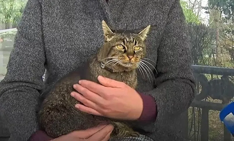 Кошка Масяня и другие уличные талисманы Севастополя