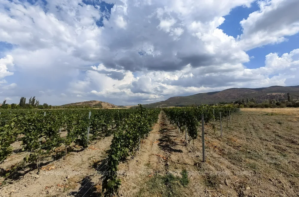 Земля раздора: почему правительство Севастополя судится с виноделами