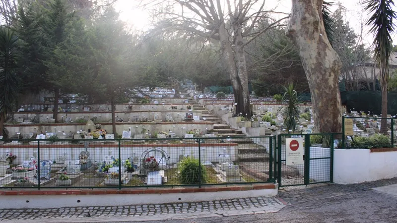 Смерть питомца может быть сравнимой со смертью родственника