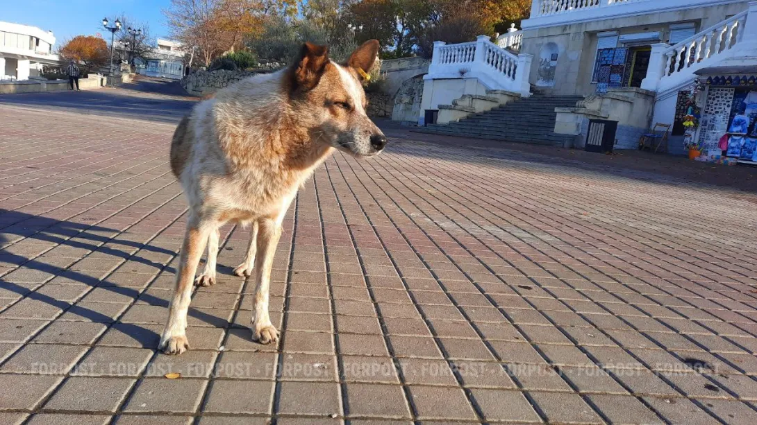В Севастополе собака чуть не откусила палец трехлетнему ребёнку