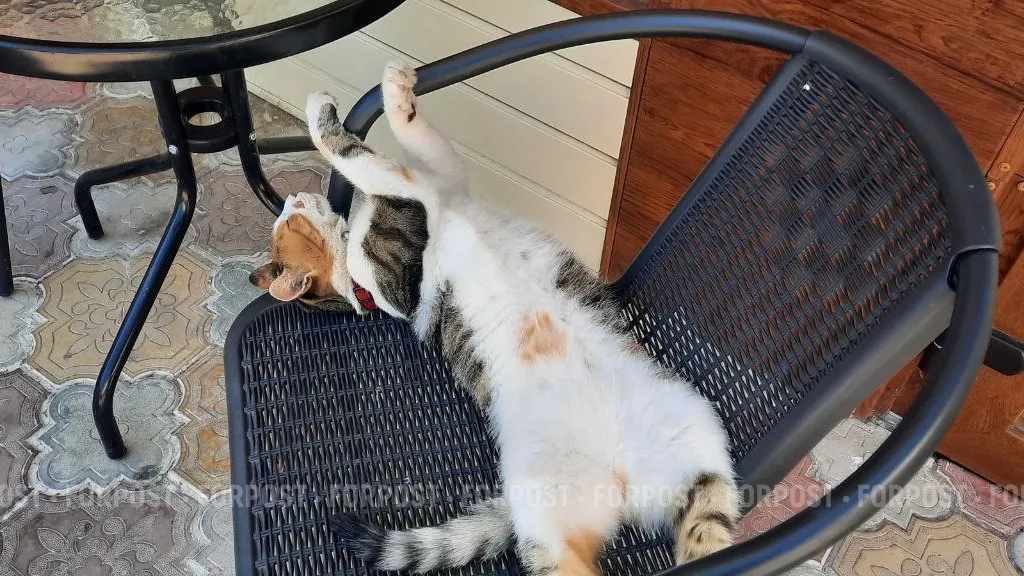 Карантин по бешенству снят в Нахимовском районе Севастополя