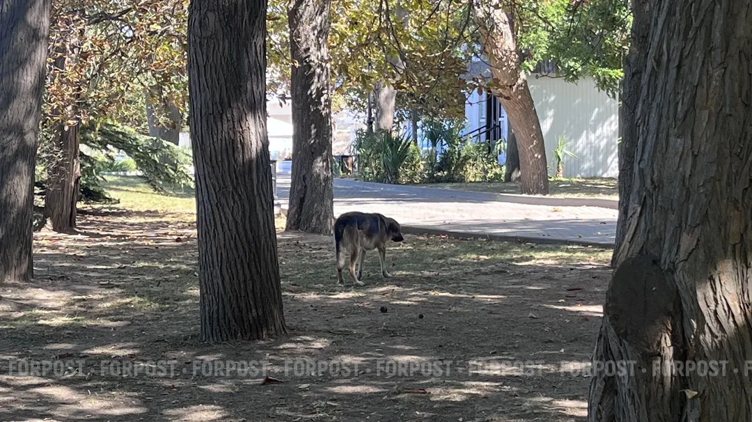 Прокуратура Севастополя начала проверку после укуса ребёнка собакой
