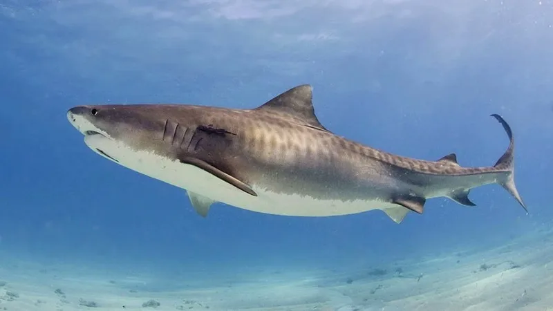 Учёные подтвердили высокие шансы пострадать от акул в октябре