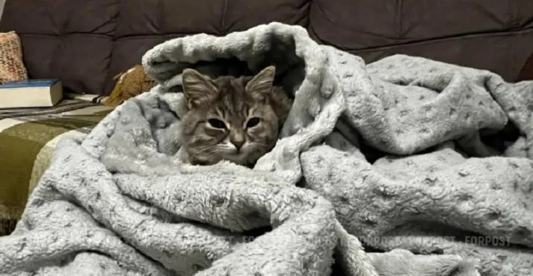 Холодные батареи в квартире: законна ли перепланировка и кто отвечает за отопление