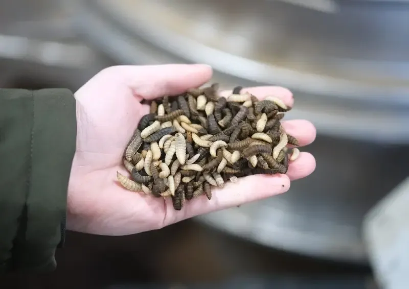 Производители еды из насекомых требуют сделать их продукцию обязательной