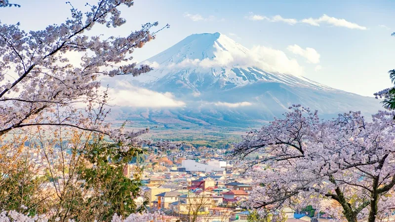 В Японии отменили традиционный фестиваль сакуры из-за гадящих где попало туристов