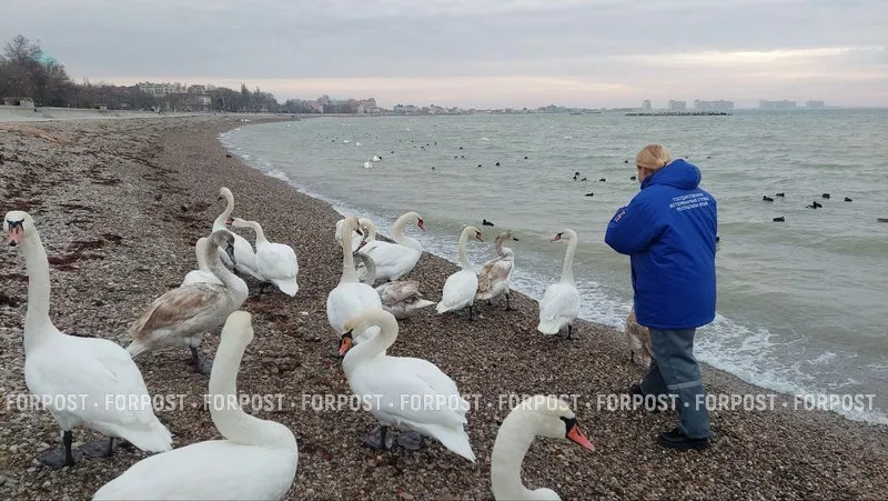 Как в Евпатории после морозов спасают зимующих у моря птиц 