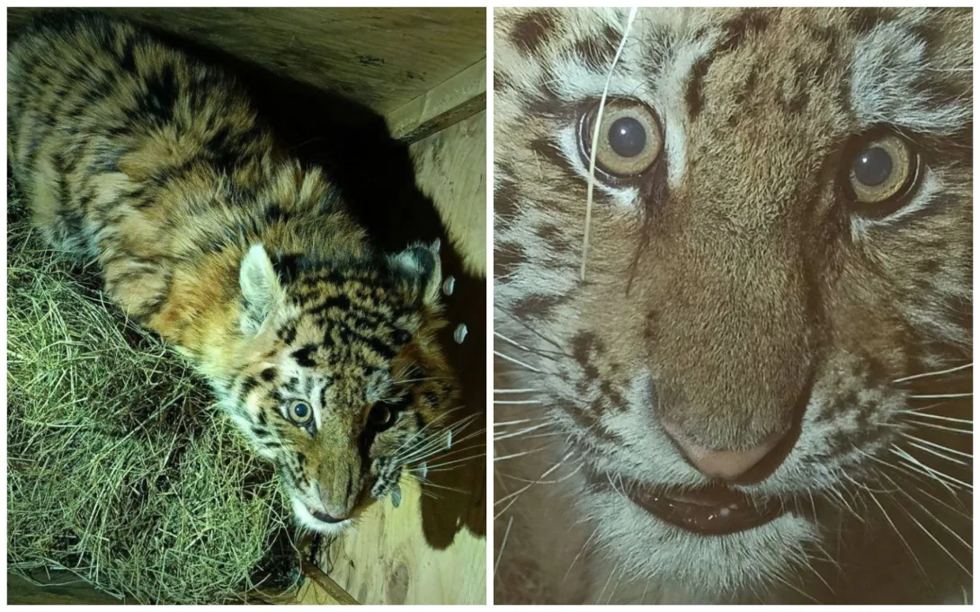 В Хабаровском крае спасли осиротевшего тигрёнка — его нашли у дороги