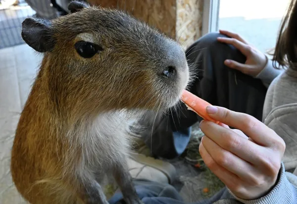 В России начался дефицит капибар