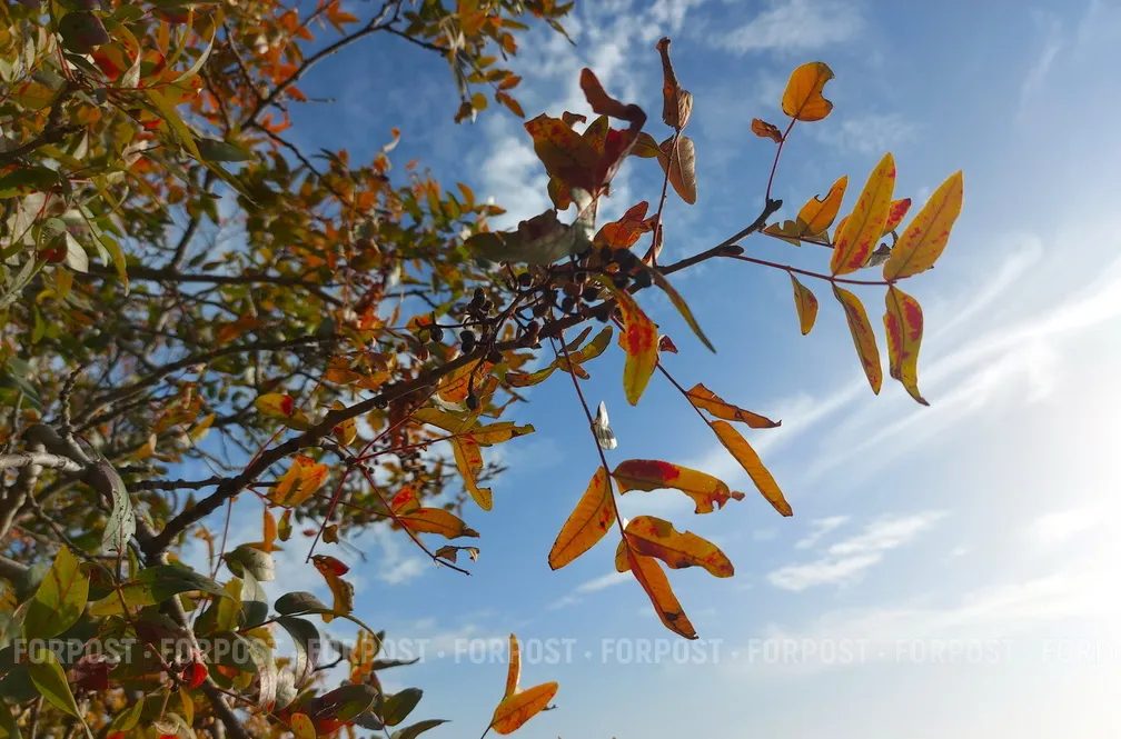 Рощу фисташек в Севастополе спасают в суде от топора