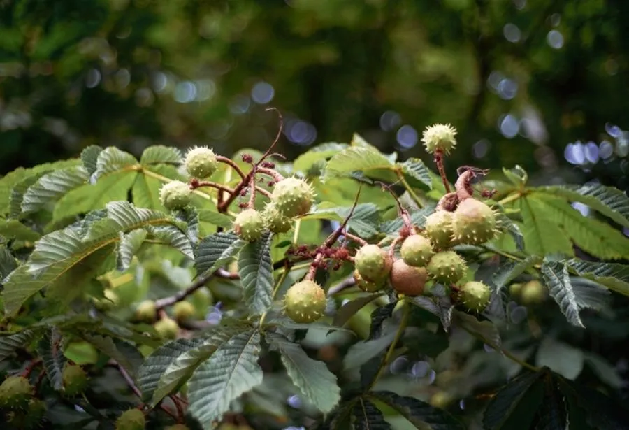 В Севастополе автомобиль попал «под обстрел»