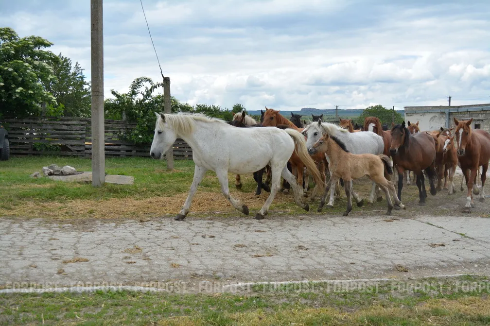 В Севастополе лошадь ударила девочку по лицу