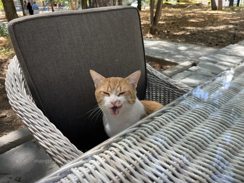 СевСети #838. Испытание для толстокожих и кошачья хитрость