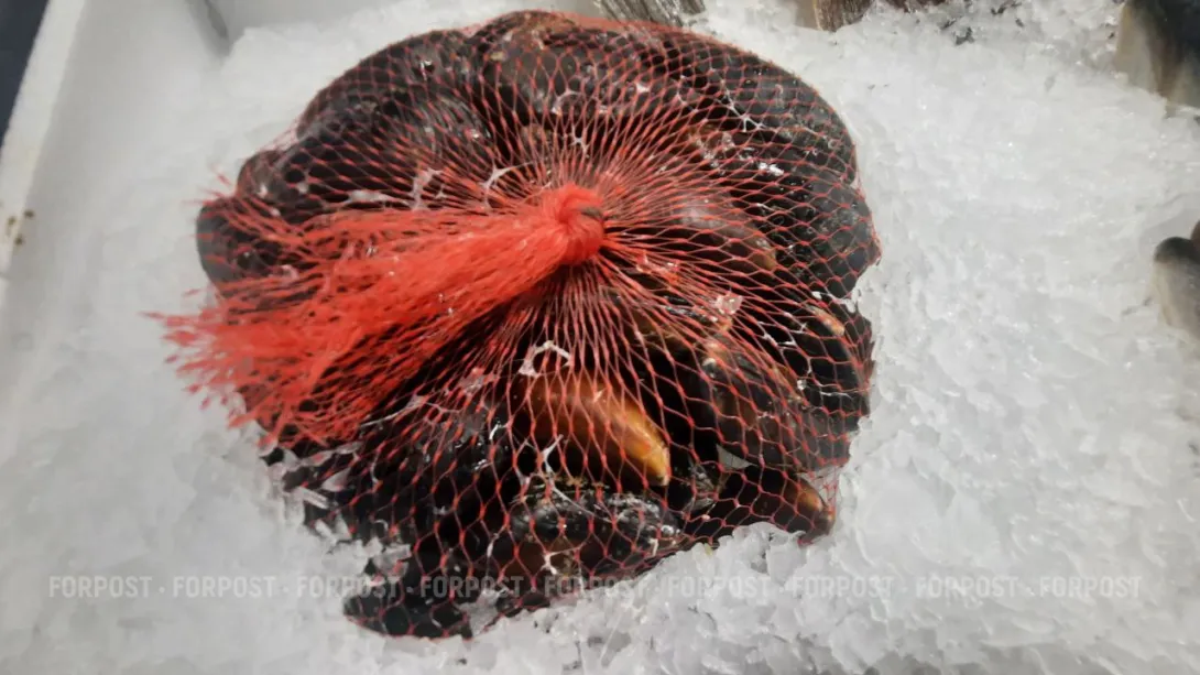 Морские фермеры Севастополя и Крыма взбунтовались против Росприроднадзора