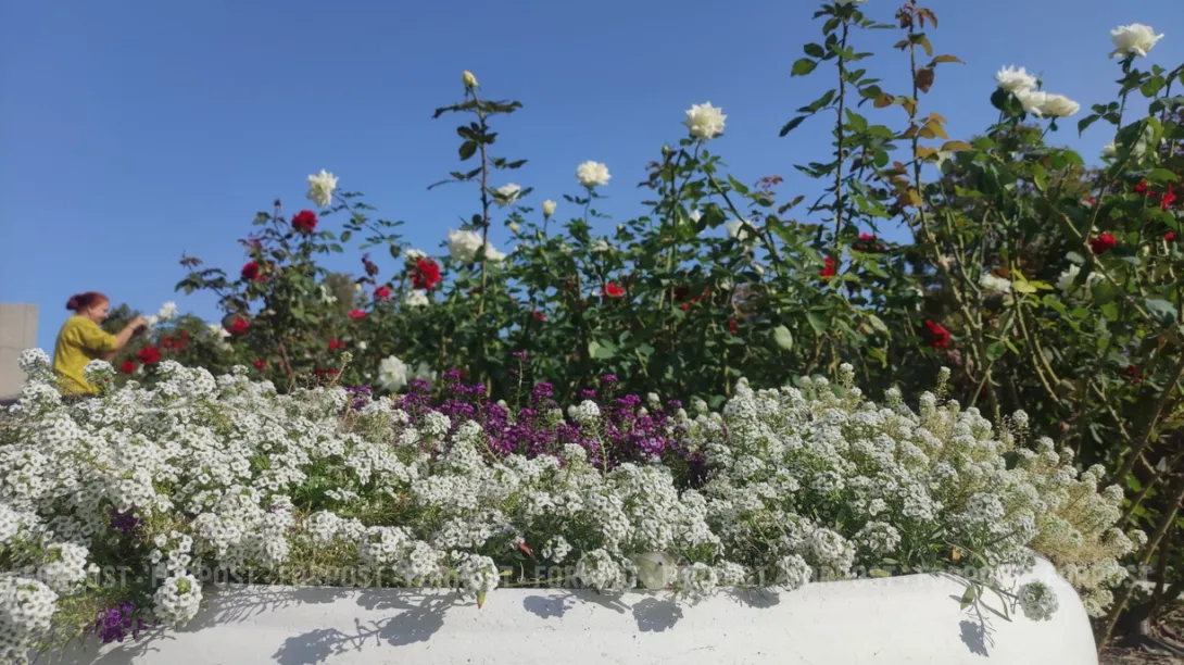 Севсети #833: Осенние радости, спасённый кот и чужая свадьба