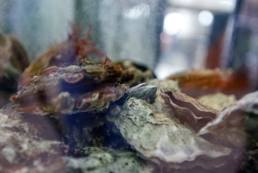 Севастопольские учёные рассказали, как вырастить устрицу в пробирке