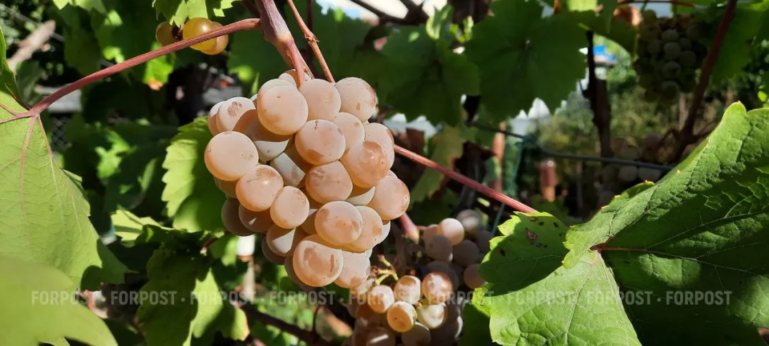 Высокий урожай винограда собирают в Севастополе