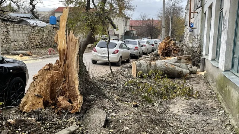 Спилил — посадил. Почему это не работает в Севастополе