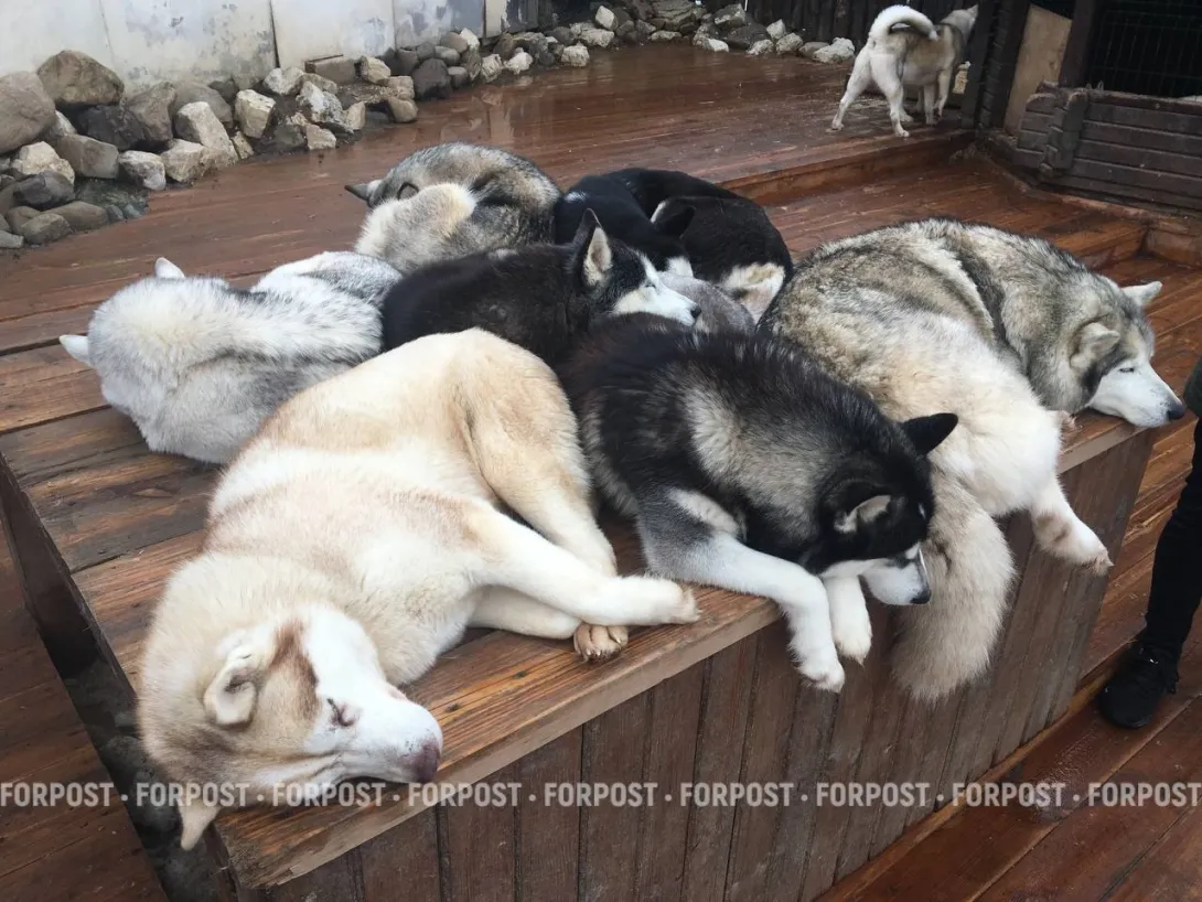 Для собачников предложили ввести новый налог — к чему он может привести