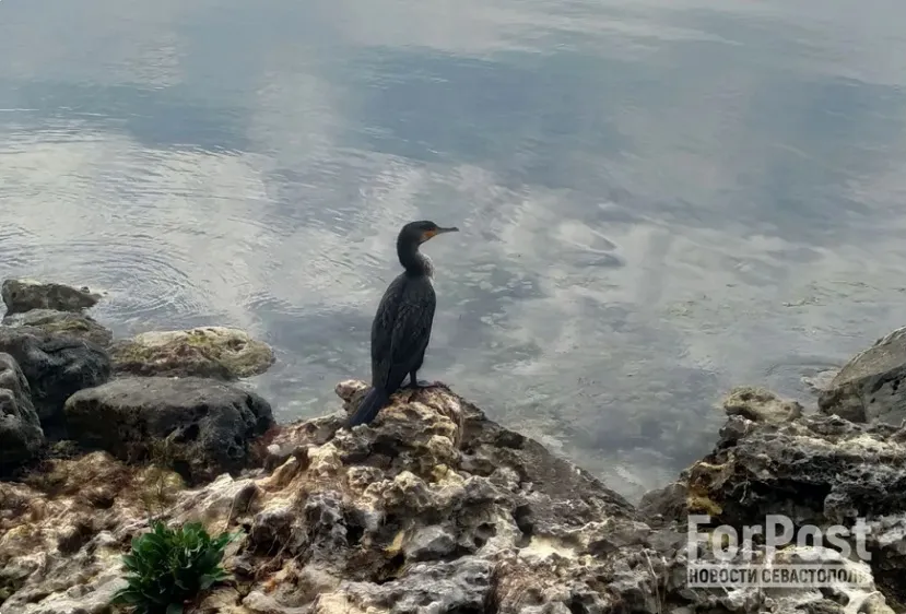 В «Новом Херсонесе» будут защищать карпов кои единственно возможным способом