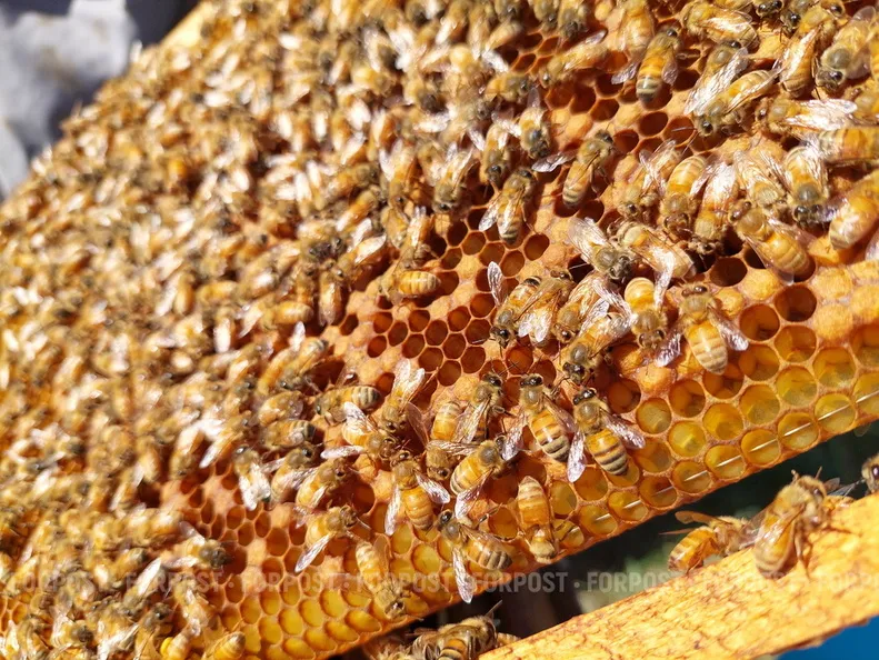 Что может привести к дефициту мёда в Севастополе