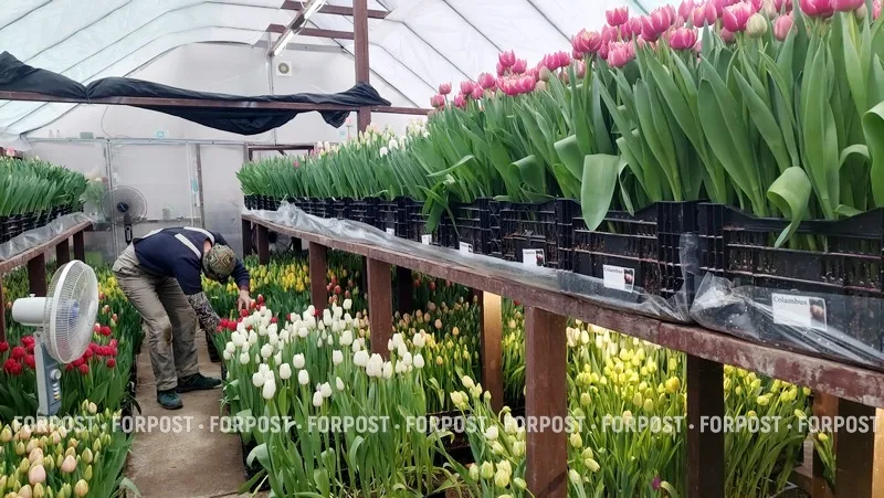 Тюльпаны к 8 Марта: что скрывает цветочный бизнес в Крыму